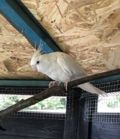 Lost Cockatiel