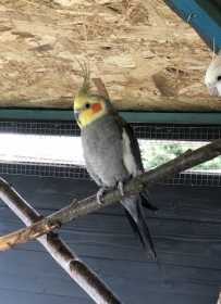 Lost Cockatiel