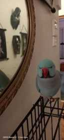 Lost Indian Ringneck Parakeet