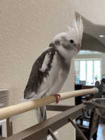 Lost Cockatiel