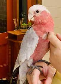 Lost Galah Cockatoo