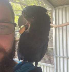 Lost Black Cockatoo