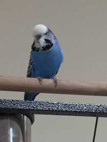 Lost Budgerigar