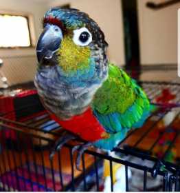 Lost Conure