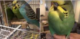 Lost Budgerigar