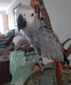 Lost African Grey