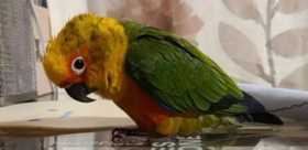 Lost Conure