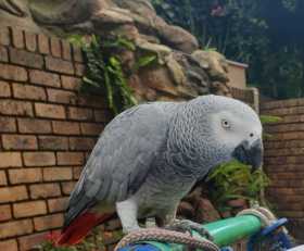 Lost African Grey