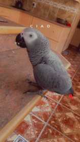 Lost African Grey