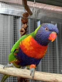 Lost Lory / Lorikeet