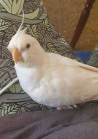 Lost Cockatiel