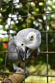 Lost African Grey