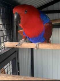 Lost Eclectus