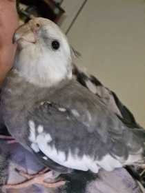 Lost Cockatiel