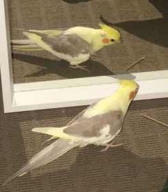 Lost Cockatiel