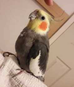 Lost Cockatiel