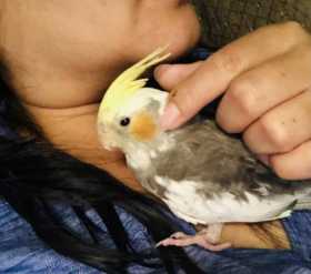 Lost Cockatiel