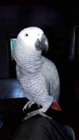 Lost African Grey