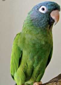Lost Conure
