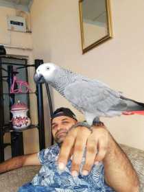 Lost African Grey