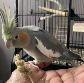 Lost Cockatiel