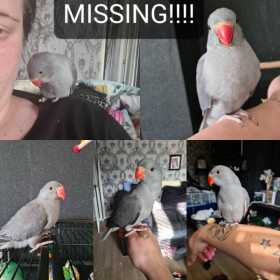 Lost Indian Ringneck Parakeet