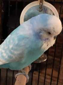 Lost Budgerigar
