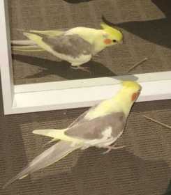 Lost Cockatiel