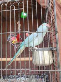 Lost Indian Ringneck Parakeet