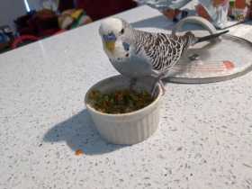 Lost Budgerigar