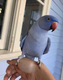Lost Australian Ringneck Parakeet