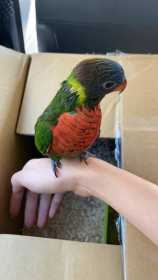 Lost Lory / Lorikeet