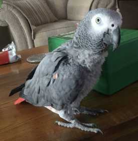 Lost African Grey