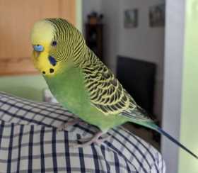Lost Parakeet