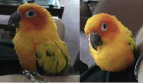 Lost Conure
