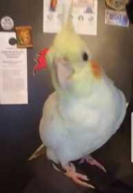 Lost Cockatiel