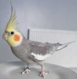 Lost Cockatiel