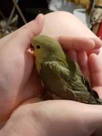 Lost Lovebird