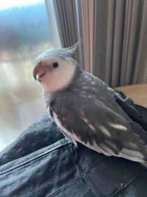 Lost Cockatiel