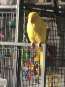 Lost Indian Ringneck Parakeet