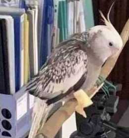 Lost Cockatiel