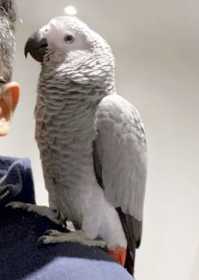 Lost African Grey