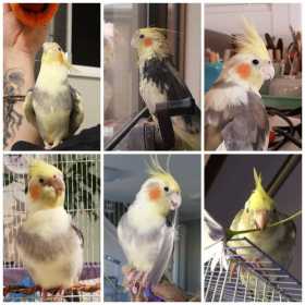 Lost Cockatiel
