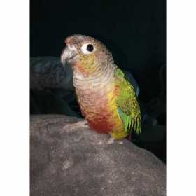 Lost Conure