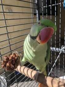 Lost Alexandrine