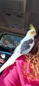 Lost Cockatiel