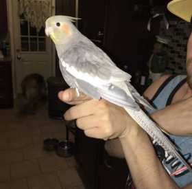 Lost Cockatiel