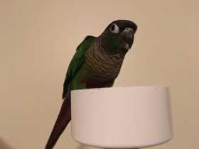 Lost Conure