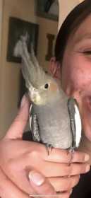 Lost Cockatiel