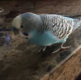 Lost Parakeet